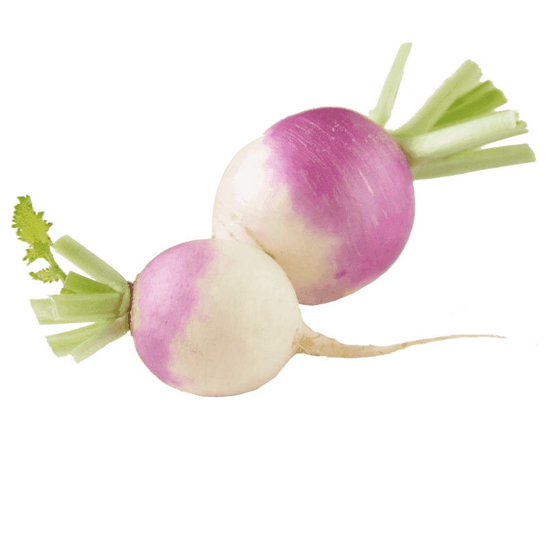 Turnip